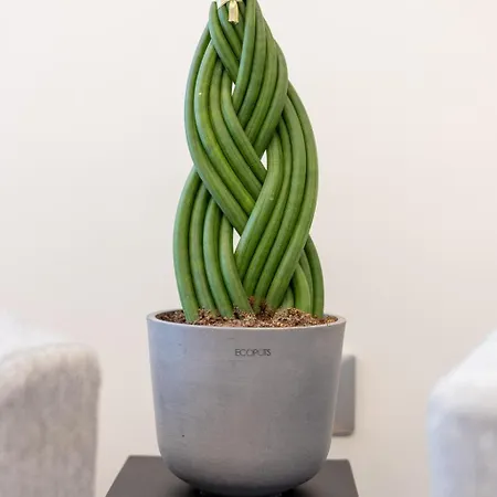 Koala House Bed & Breakfast 4*