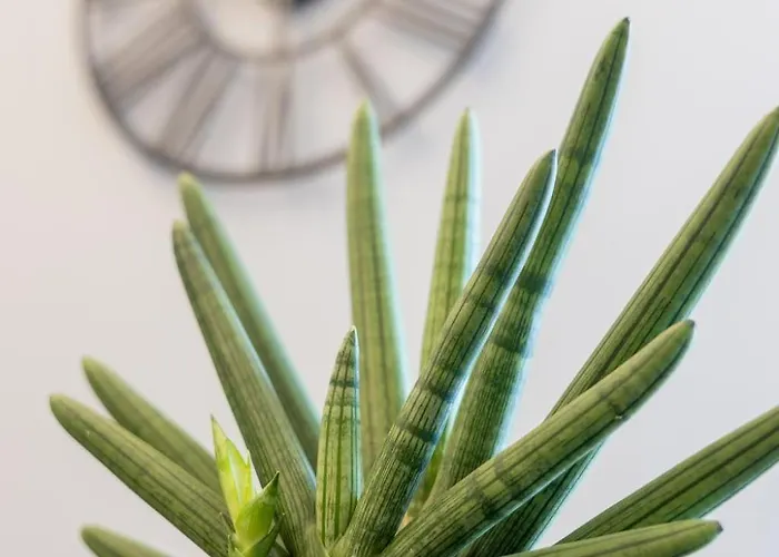 Koala House 住宿加早餐酒店