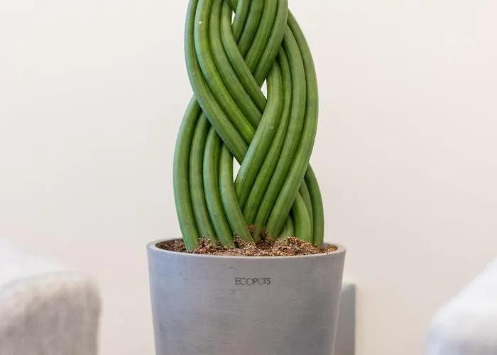 Koala House 住宿加早餐酒店 4*